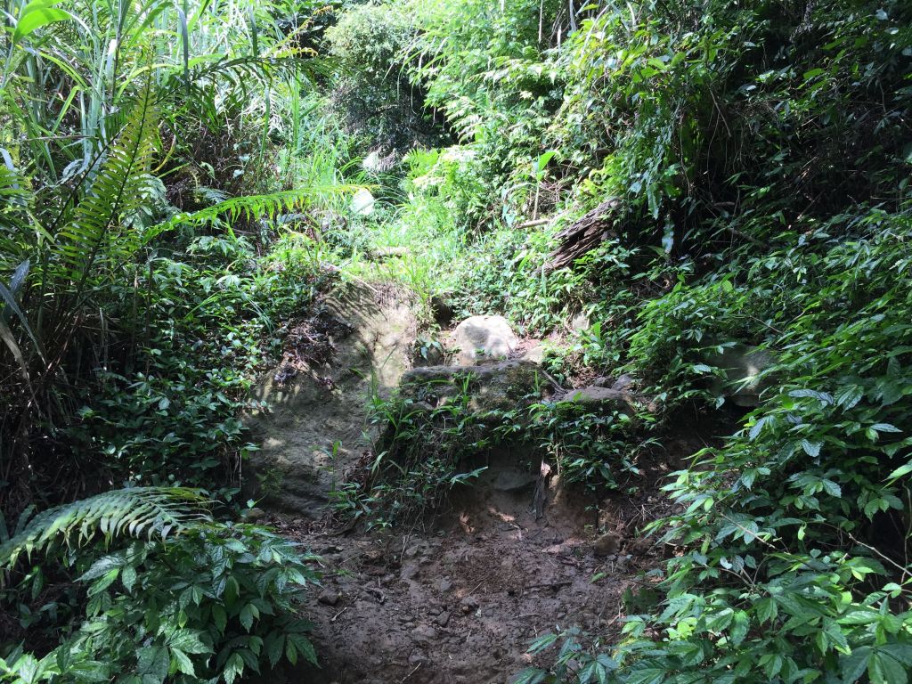 竹子山古道-竹子山微波反射板俗稱北北峰_144719