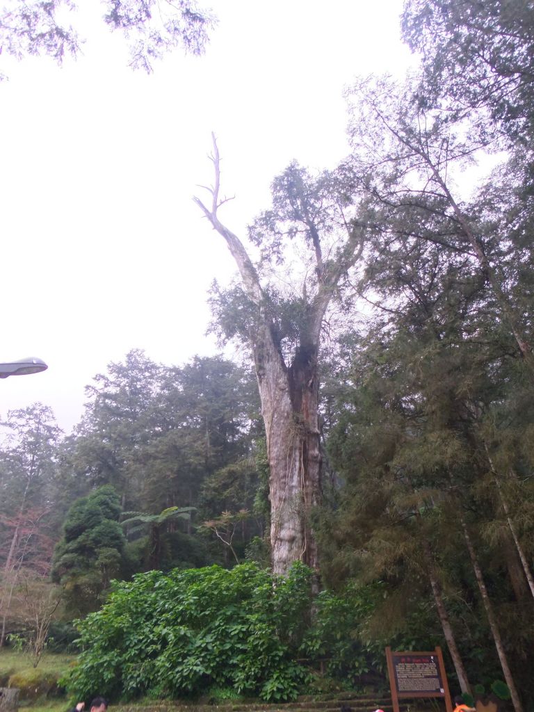 溪頭外環(鳳凰嶺線、天文台)_209539