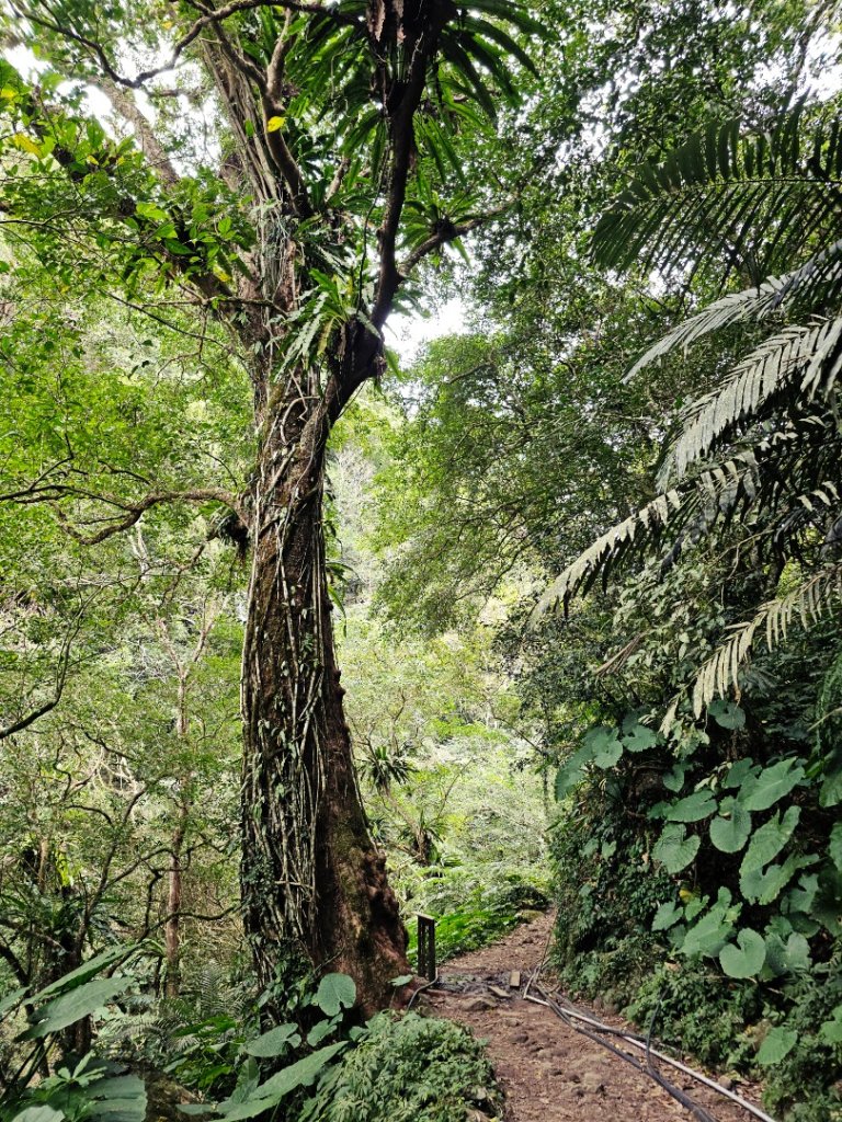 馬胎古道、馬胎二期古道、南坪古道_2986002
