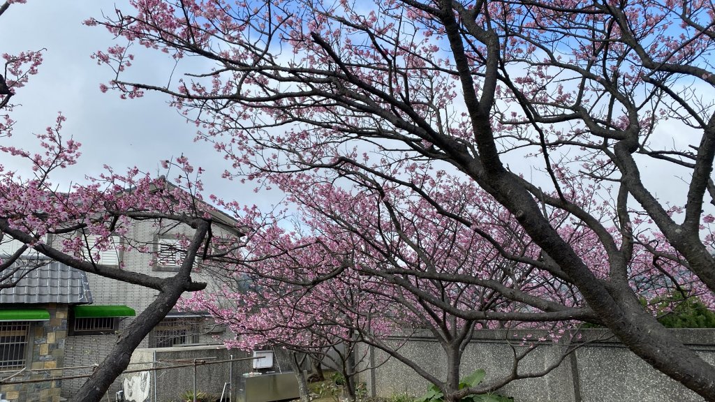 擎天崗迷霧森林+花卉試驗中心+平等里賞花+狗殷勤古道+原住民文化公園落羽松 2022.01_1590656