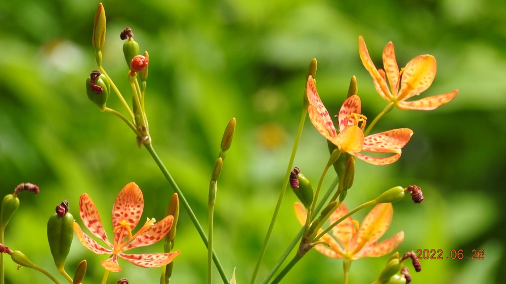 雲山水花鳥蝶-天龍國阿伯的日常6/25&26_1744941