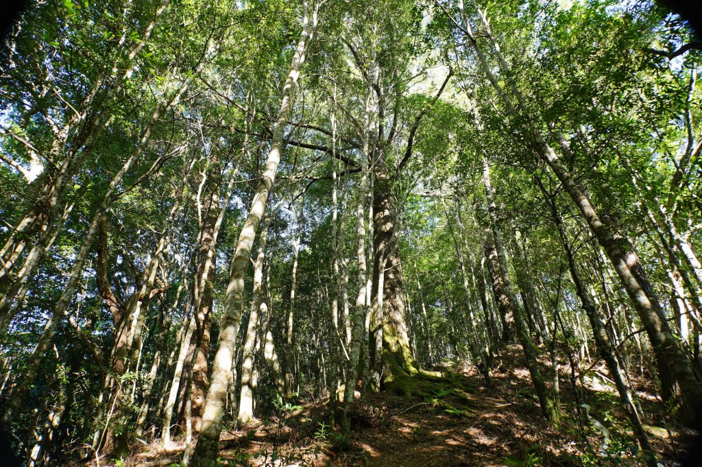 新竹 尖石 屯野生台山、石麻達山、錦屏山_2904264