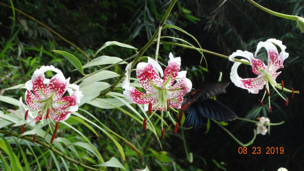 補考 - 艷紅鹿子百合_656691