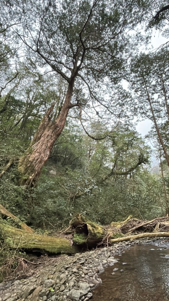 復興赫威神木_2748190