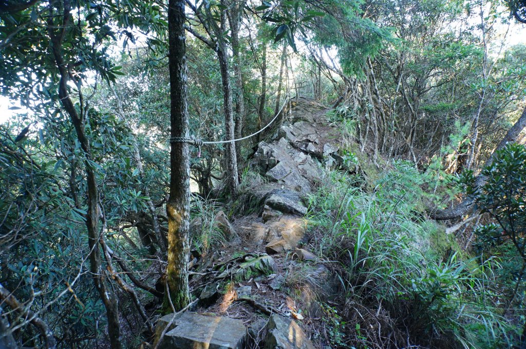 台中 和平 南松鶴山、八仙山、東松鶴山_2877934