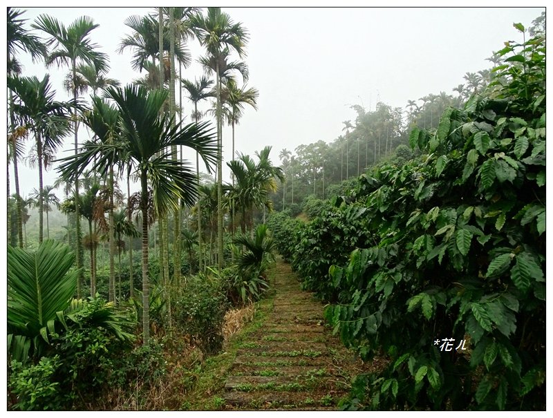 古坑/雲嘉大尖山_720567