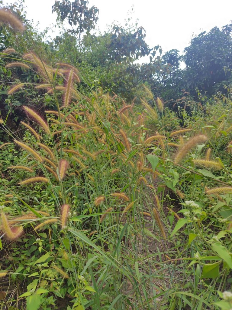 大棟山系南段 水利古道西口 上 竹高崙山 連走 鳥子嶺 坑仔內山 大崖山 下 龍目井農場_2953129