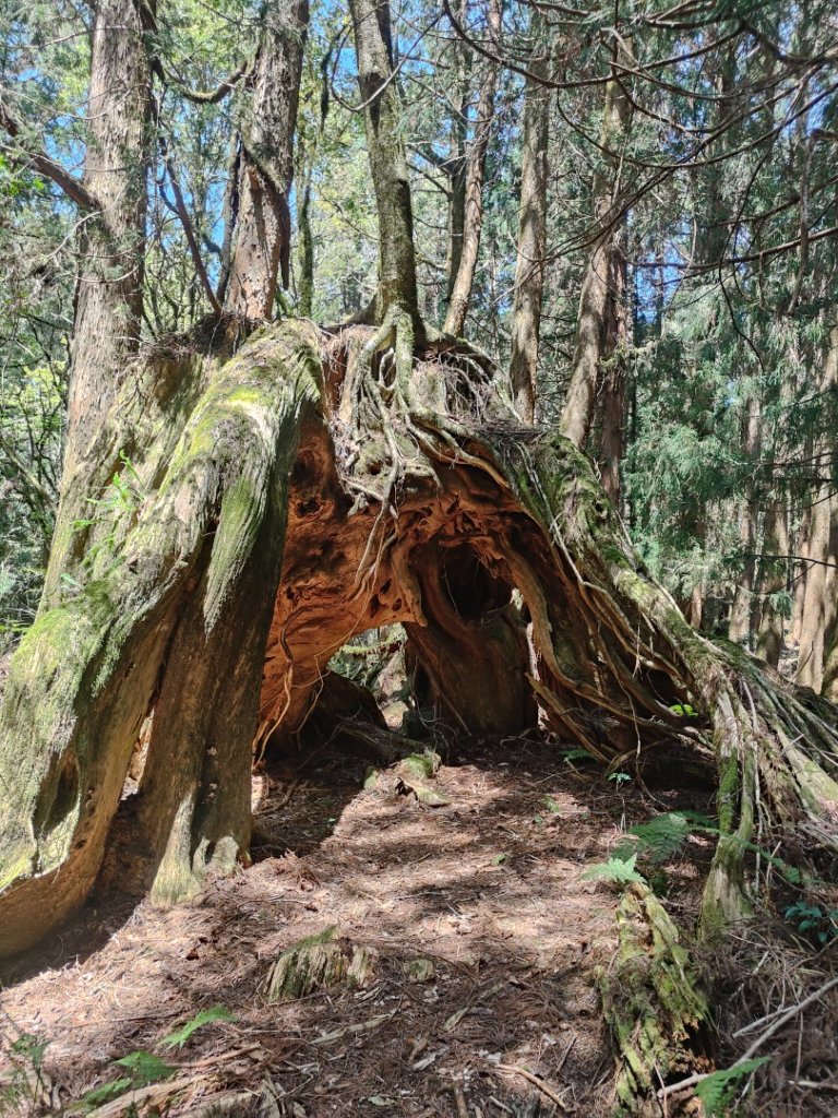 特富野古道>東水西峰>東水山>玉兒山>特富野古道（逆O)_2743778