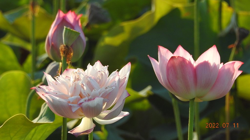雲山水花鳥蝶 - 天龍國阿伯的日常 7/8&11_1760477