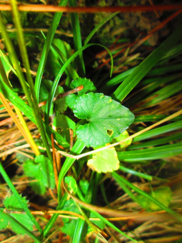 北一段 南湖前四峰_378569