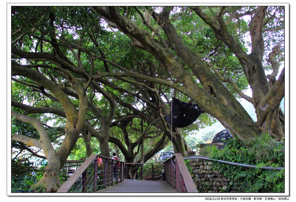 大嶺古道、五酒桶山縱走灣坑頭山_469557