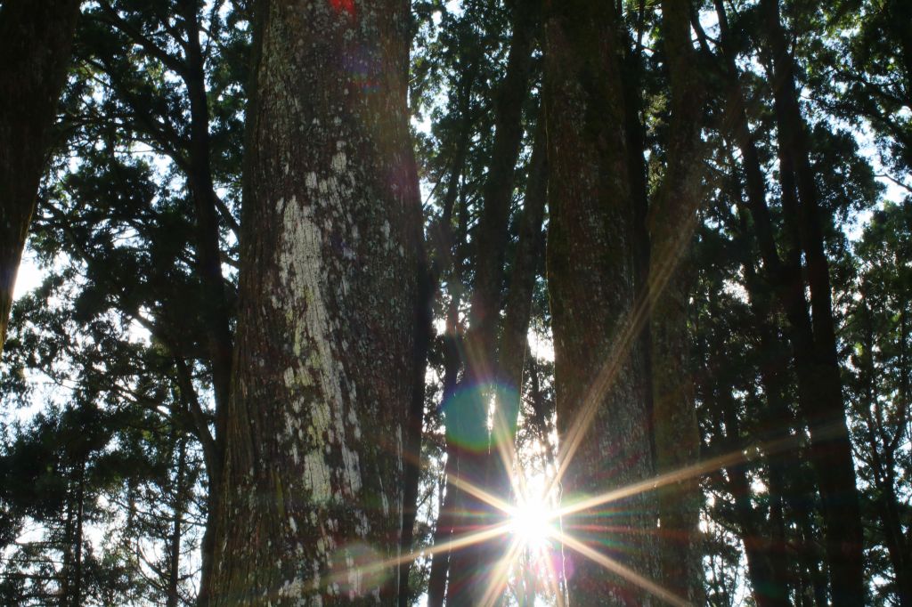 奮起湖台灣杉森林棧道_194569