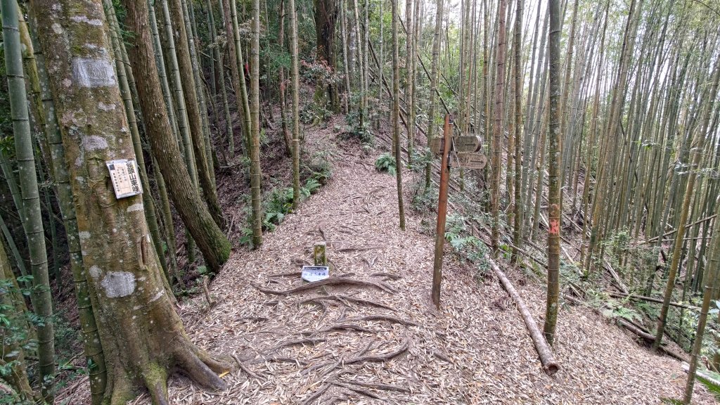 金柑樹山_2759436