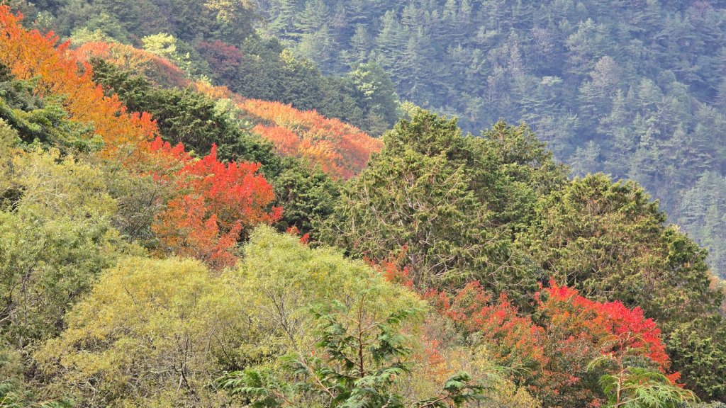 東埔山／鹿林山／鹿林神木_2666736