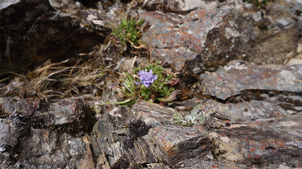 志佳陽雪山之毅_465792