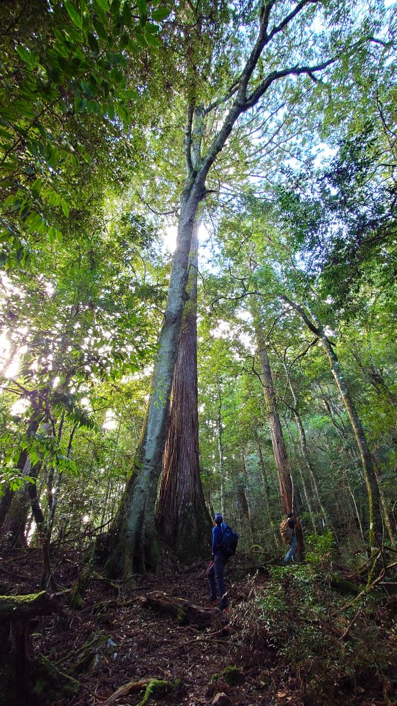 台灣最高如神般存在的大安溪倚天劍巨木探訪_2747960