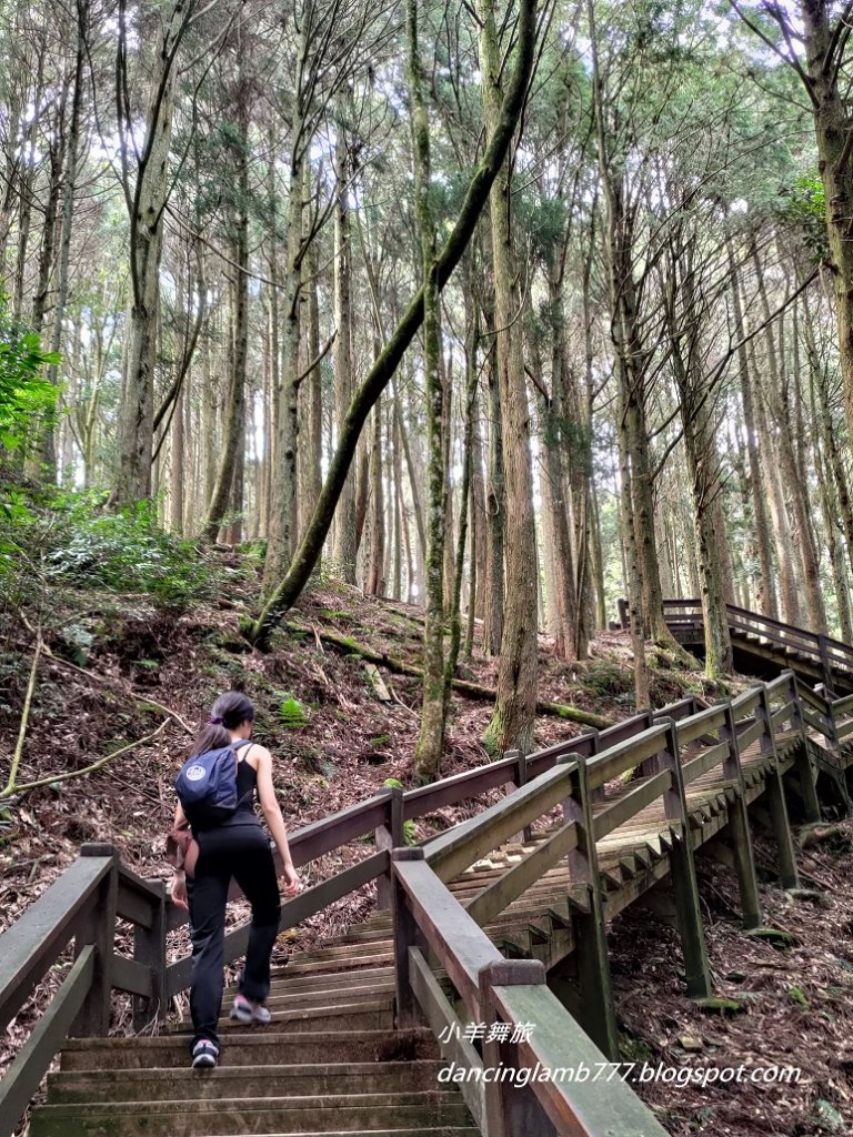 【新竹】觀霧森林遊樂區：檜山巨木群步道_2397414