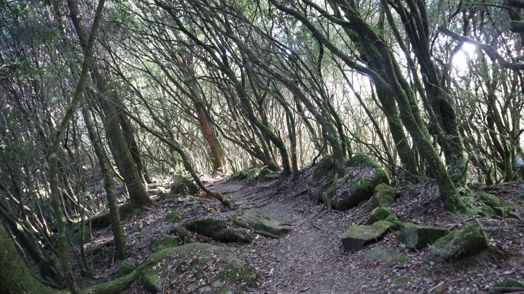 東埔山登山健行趣(中級山)_2031843