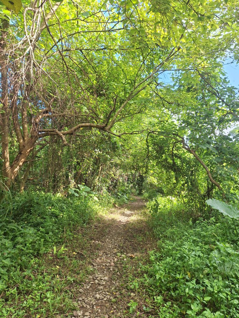 碧雲寺枕頭山O型20241006_2615795