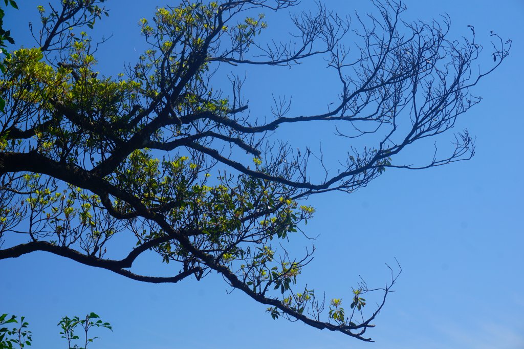 大屯山系｜彌陀山、青楓步道_1282686