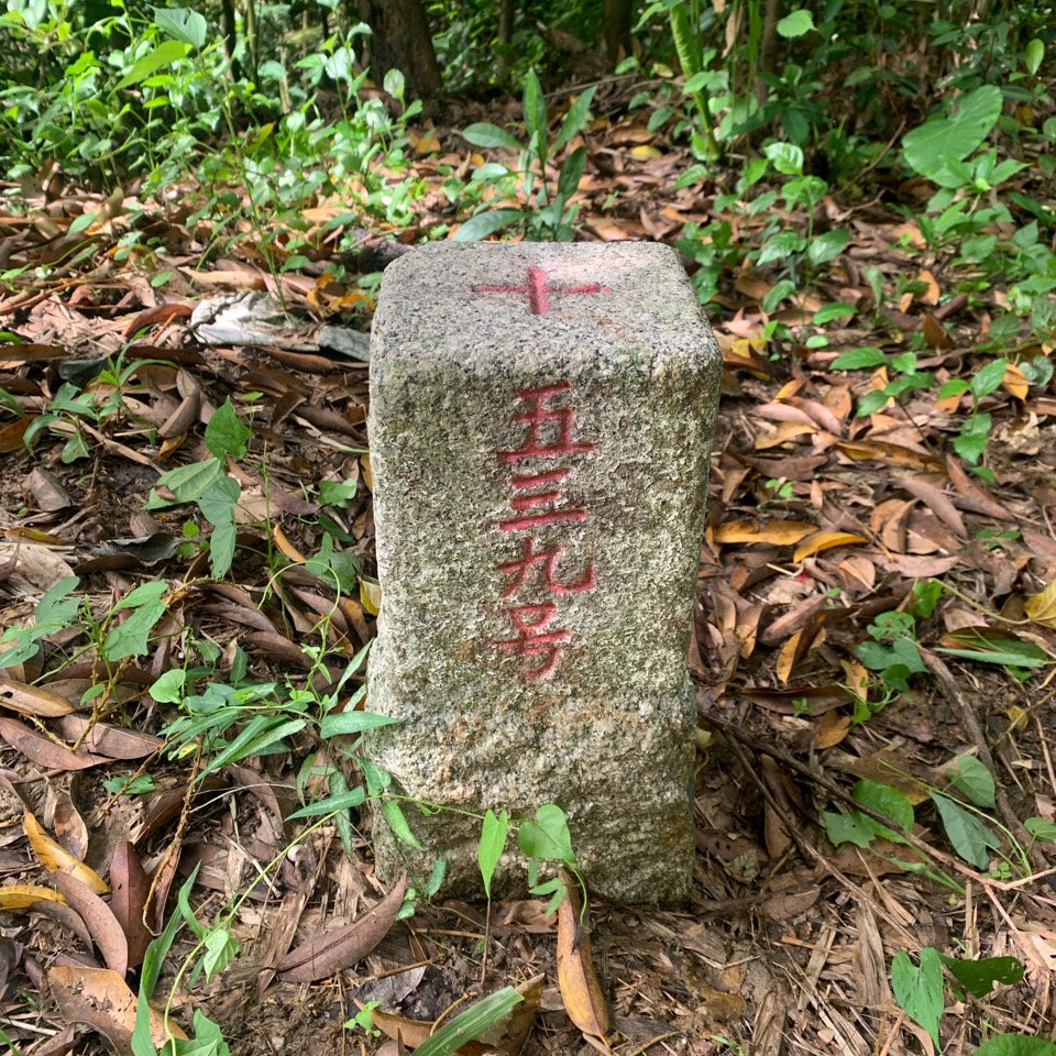 20240608台南烏頭山-龍船窩山-龍船山-三里分山-大林尾山_2523483