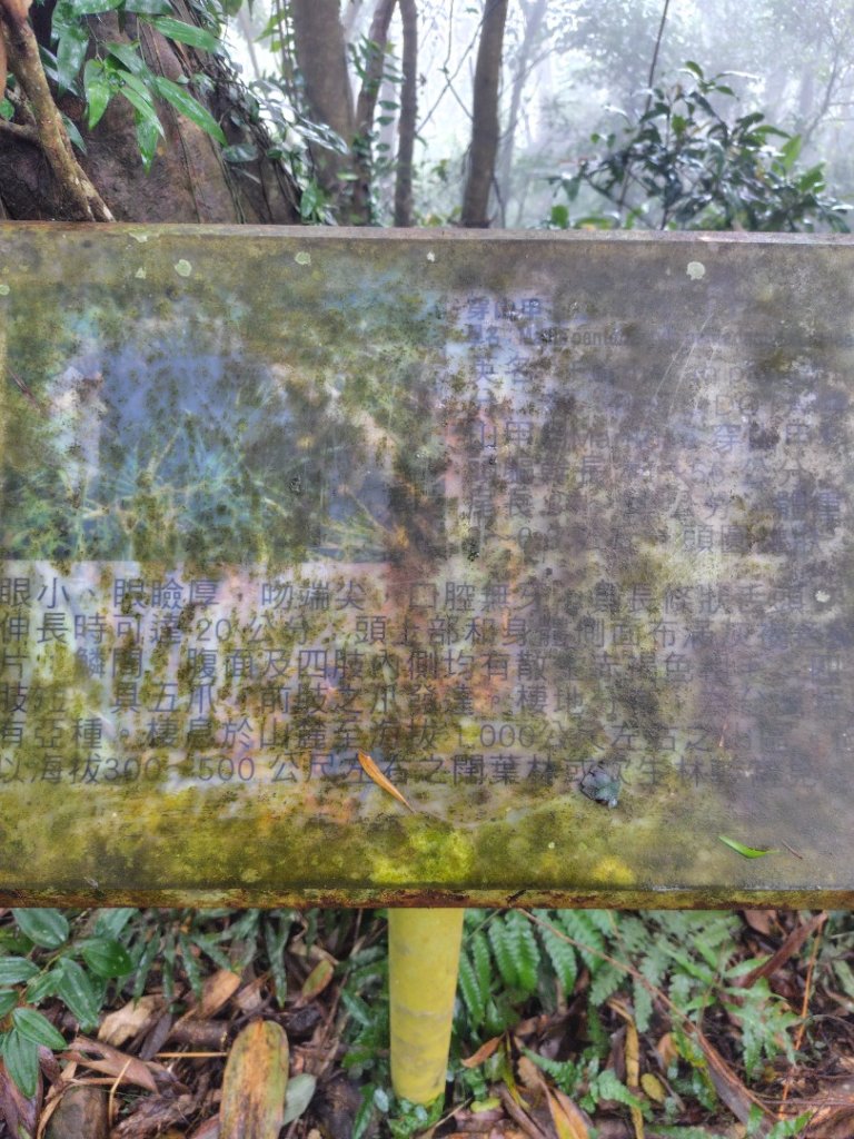 苗栗關刀山_2975082