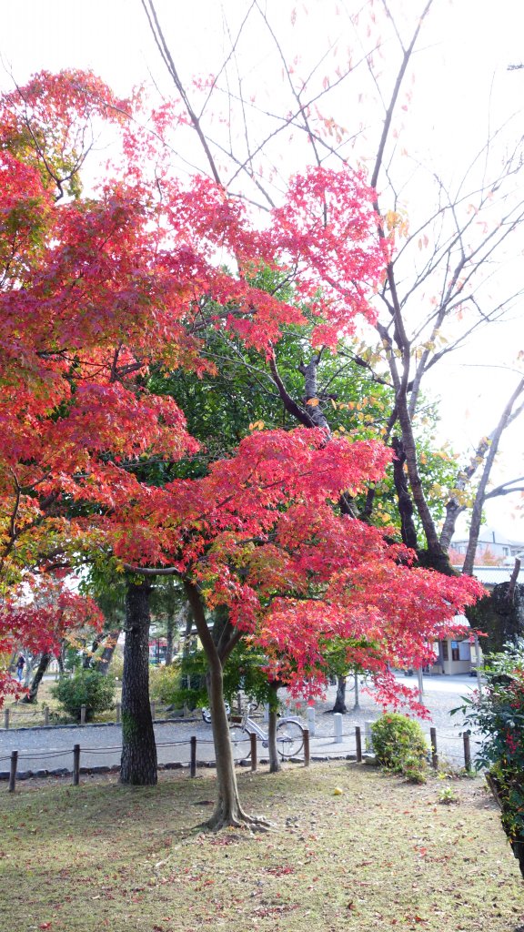 日本京都嵐山_651795
