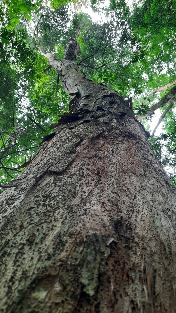 《苗栗》馬那邦山｜ 上湖線＞天然湖O巡20210220_1277402