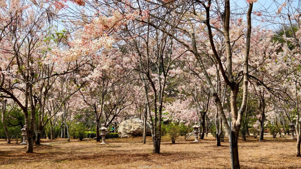 【台灣健行】不負春光：與花旗木在天臺山的相遇封面圖