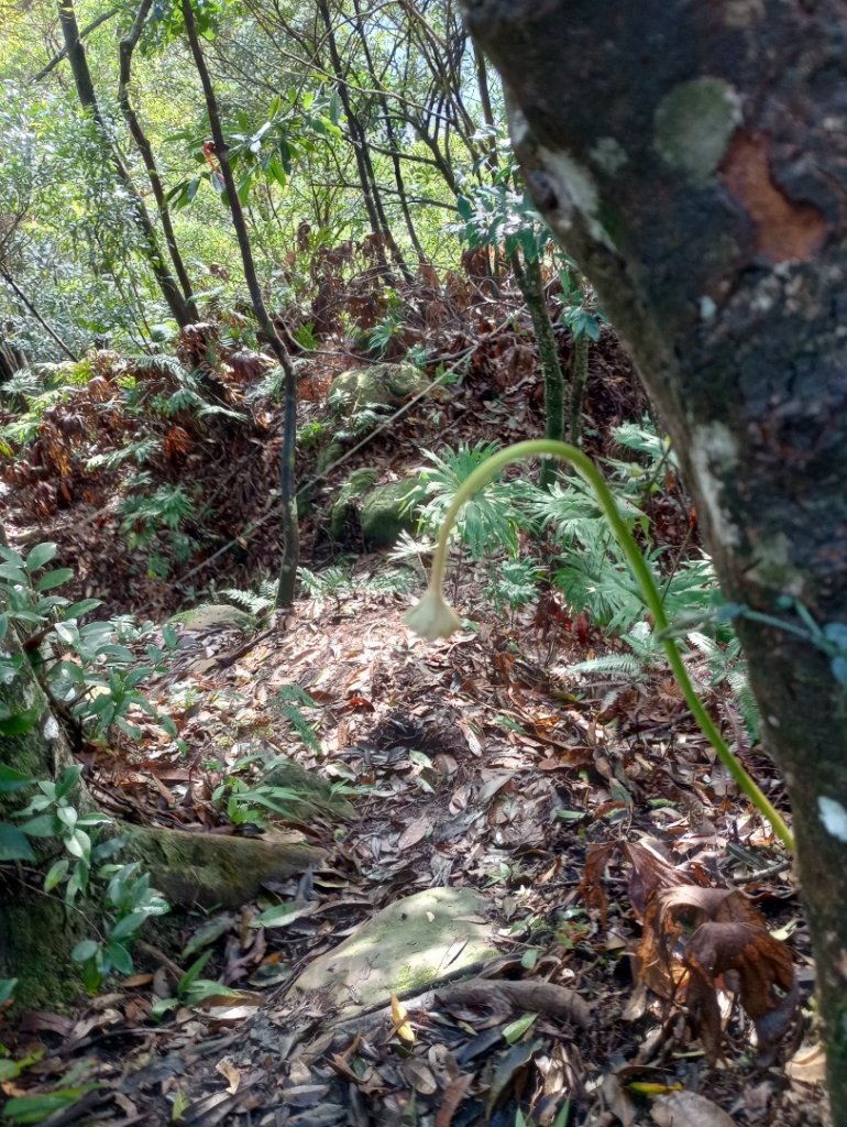 雷公埤山-鱷魚島觀景-小格頭獅頭山_2001498