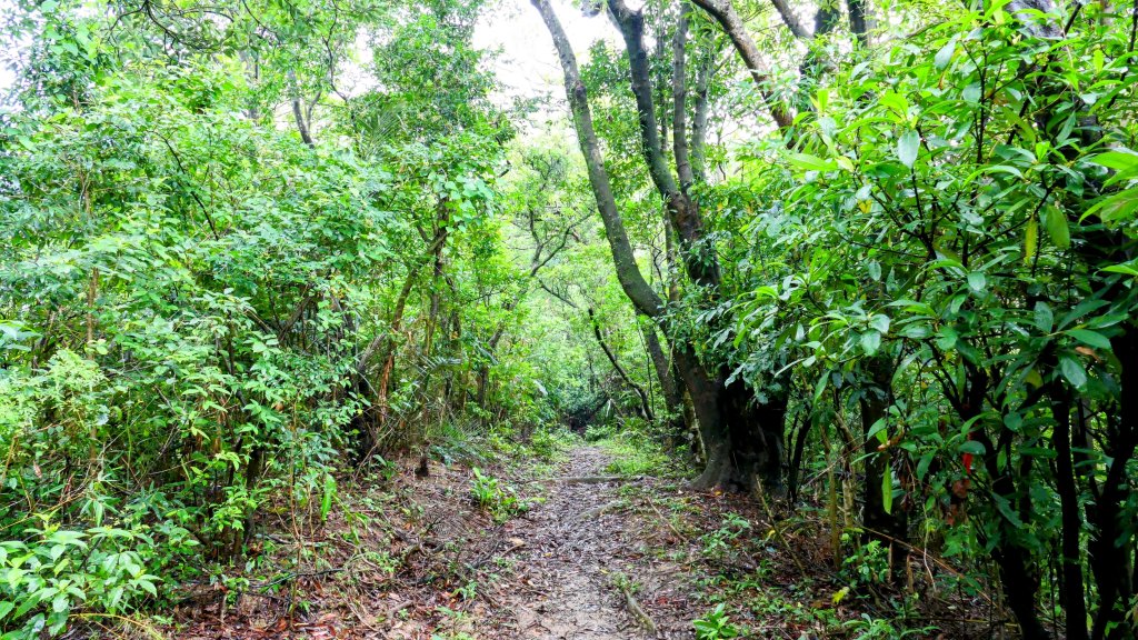 石笋古道,焿子寮古道,松子嶺古道_2798324