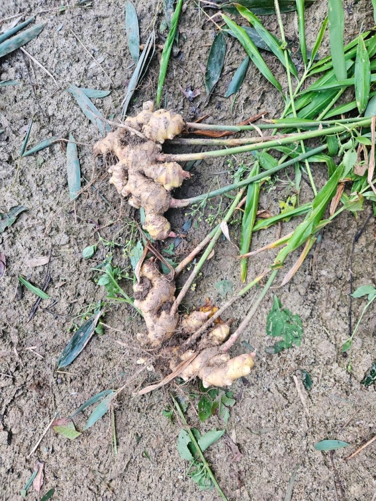 20241103拉庫山主西峰-那結山-拉號山-嘎色鬧山-牛角山_2642471