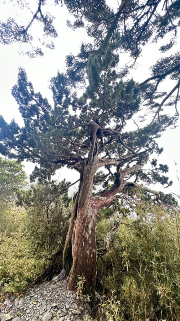 東埔-排雲-玉山西峰-玉山主峰_2753153