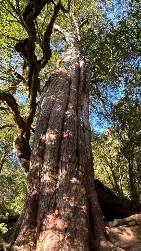 大同加羅湖穆魯洛亞滬庫霞四季警備道_2748272