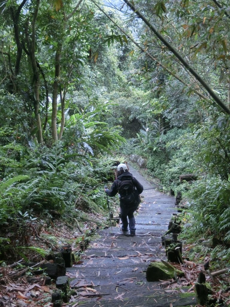 大成殿步道．茶香環狀步道_305363