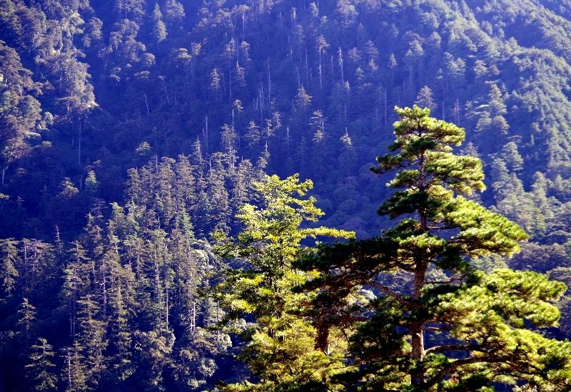 山風15度C吹拂 ~ 合歡溪 步道_1551759