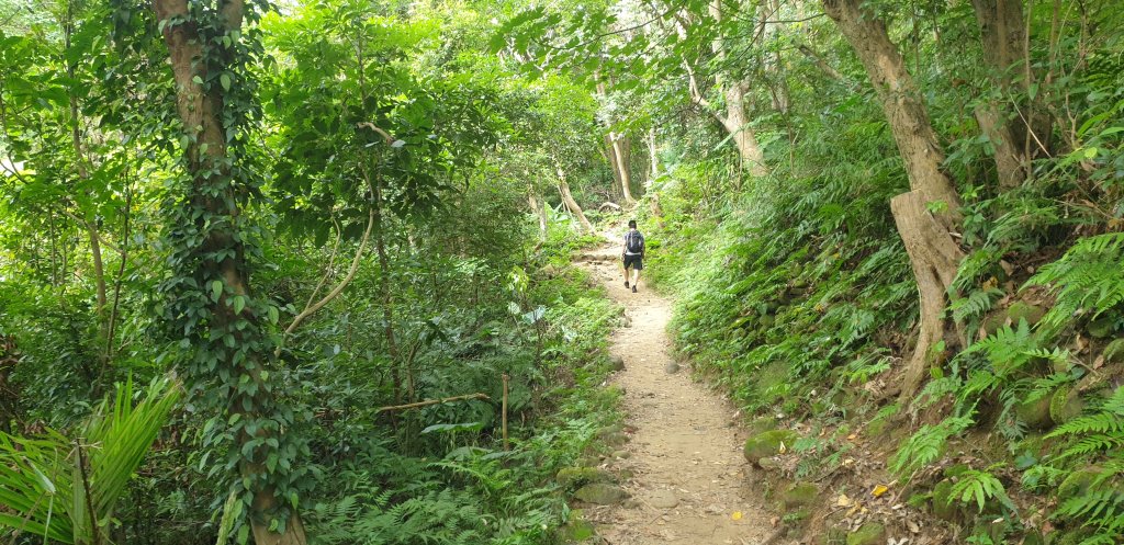 飛鳳山 觀日坪古道_1752050