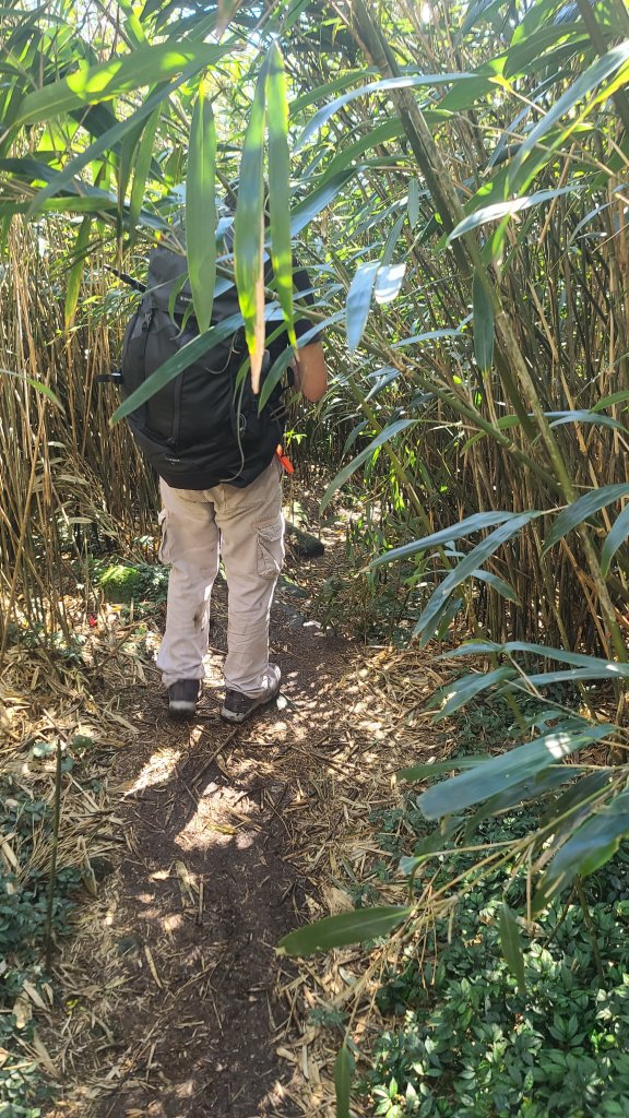 2026-0213 苗圃-凱達格蘭山-七星錐-七星山南峰-小油坑-竹子湖-水車寮步道-湖田猴崁步道-_3005687