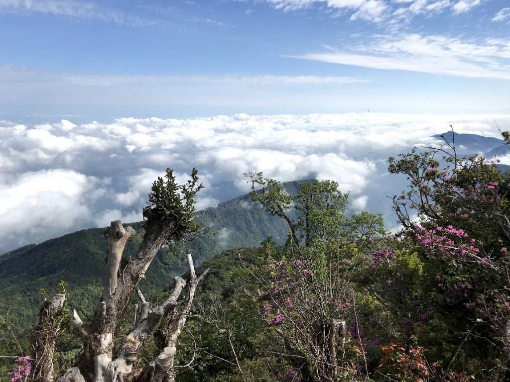 加里山杜鵑嶺P型走大坪登山口20200503_1965211