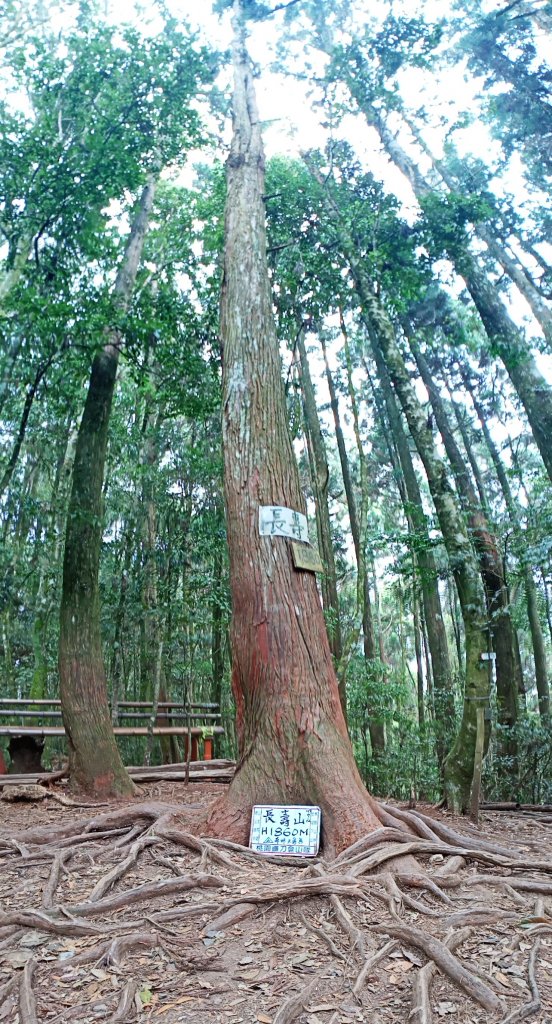 林相優美的臺中長壽山、肥崠山 - 鳶嘴西稜步道_1357291