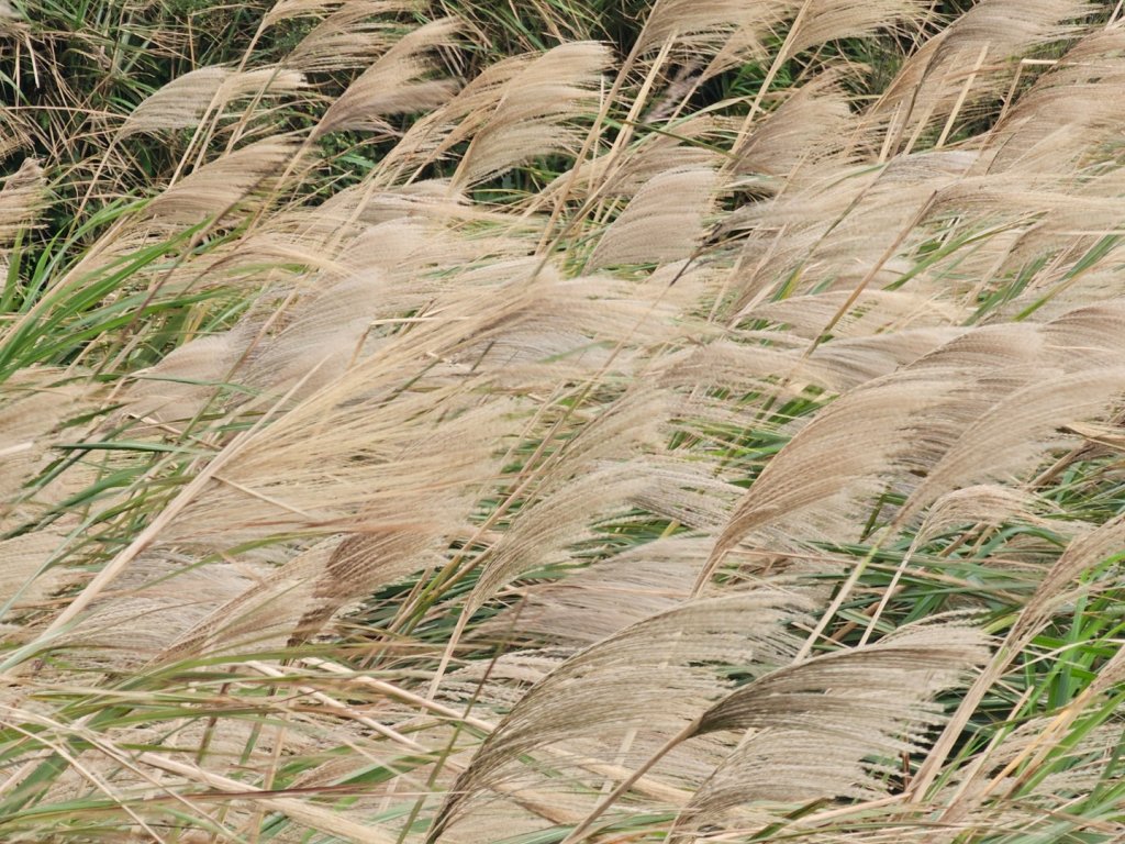 2025臺北大縱走第三段：小油坑至風櫃口_2973475