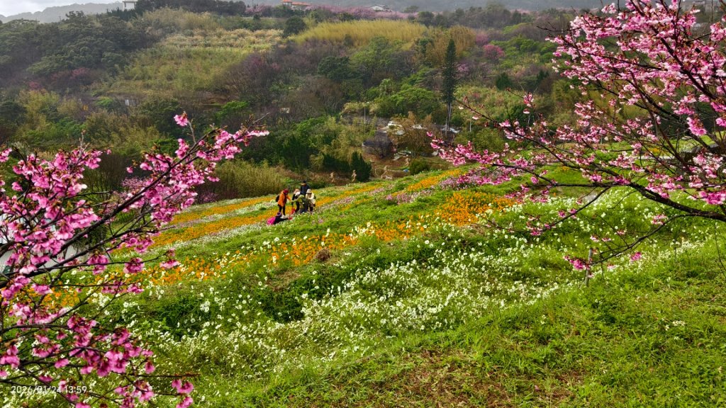 #平菁街 #鵝尾山梯田 #廣佑聖王廟 #寒櫻巷 #夕陽 1/24&25_2987015