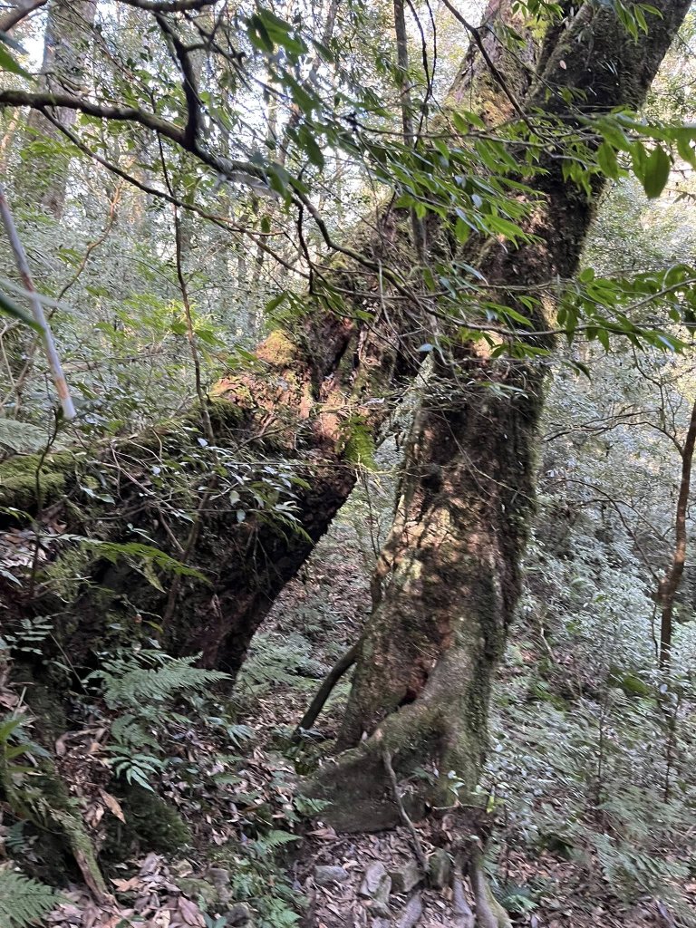 雪見大板根_2959263