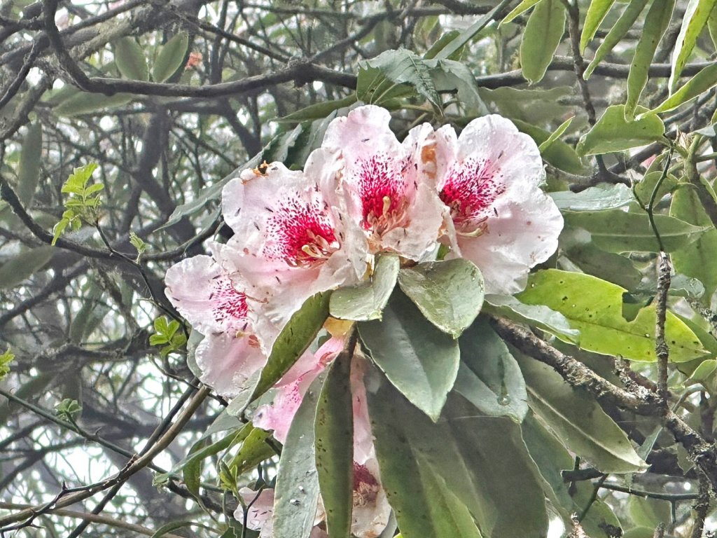 大雪山 神木 天池 春遊賞花_2115127