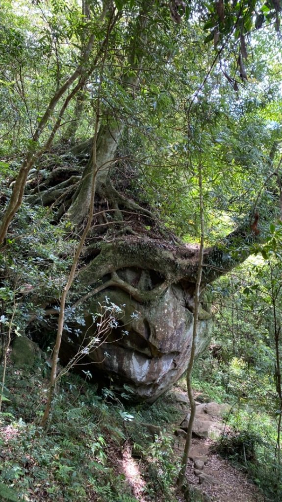 北得拉曼神木群_1374167