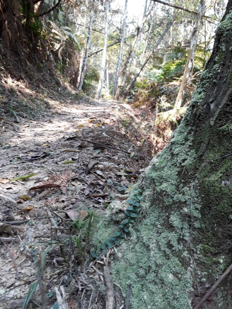 南投魚池澀水生態步道20190409_563564