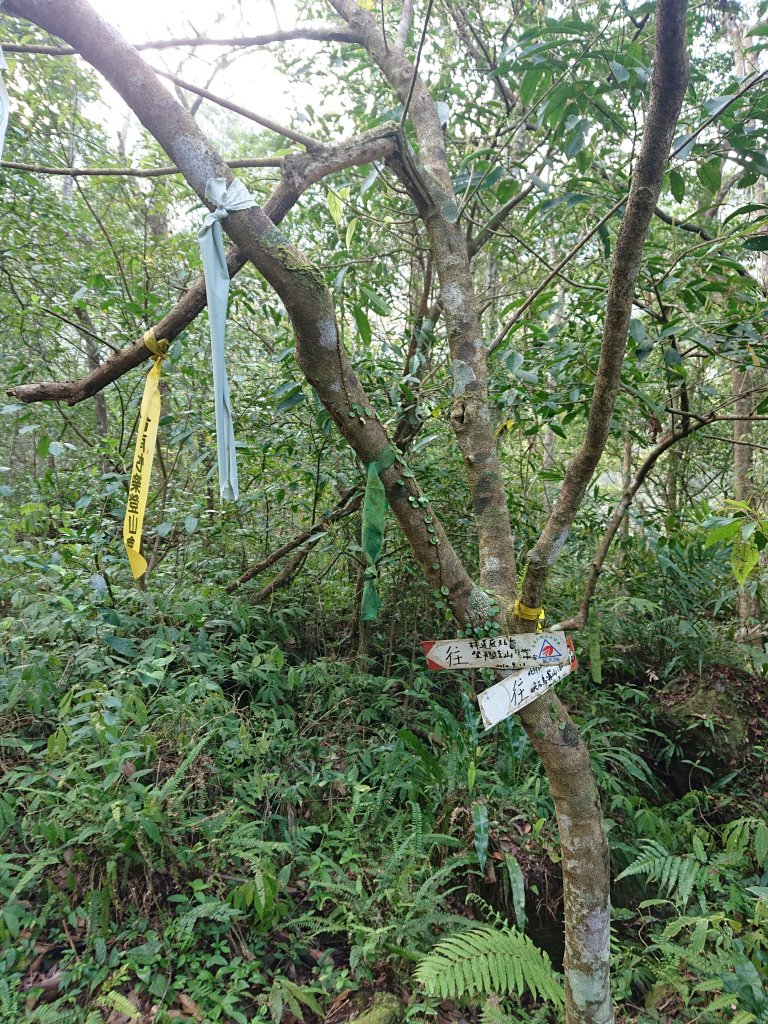 水田林道上貴妃山-鞍部石猴-那結山O型走_1307486