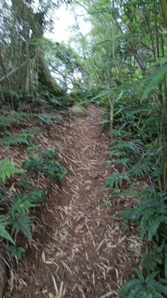 20250607 新竹竹東三山(樹杞林山 - 新具庄山 - 員崠子山)  O型_2808936