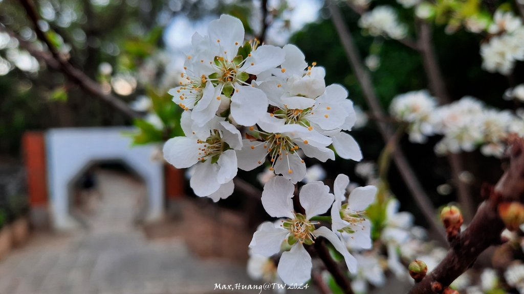 《彰化》花景第一排｜花壇虎山巖後山步道20240224_2436737