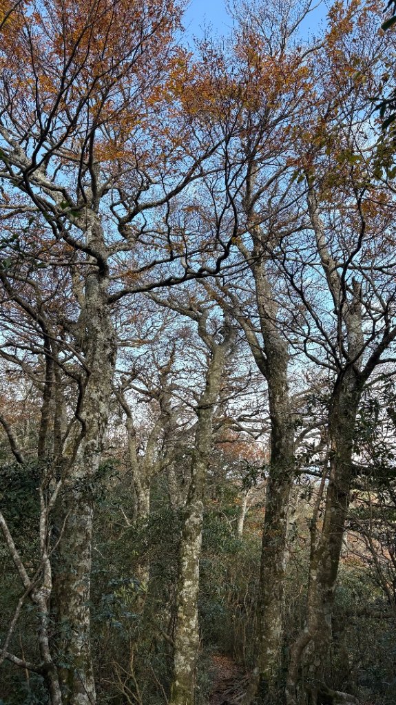 山毛櫸的「最後一舞」_2955315